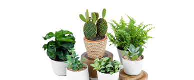 Jardín y Agricultura